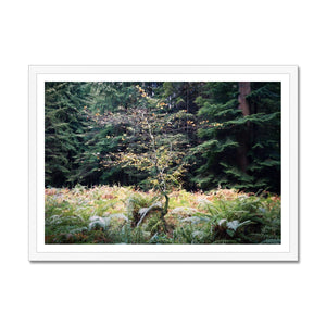 Baby beech Autumn Framed Print