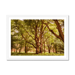 Forest 2 Framed Print