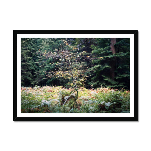 Baby beech Autumn Framed Print