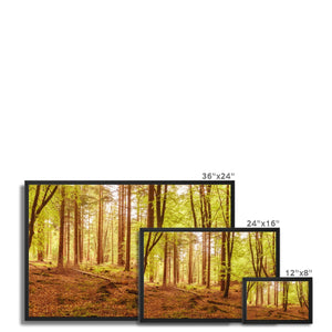 Forest 5 Framed Canvas