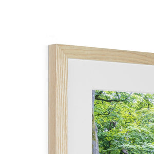 Deep forest landscape