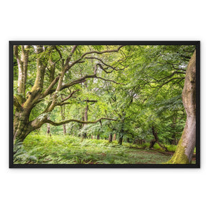 Bolderwood 3 Framed Canvas