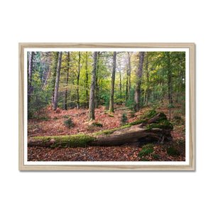 Autumn at Wilverly Framed Print