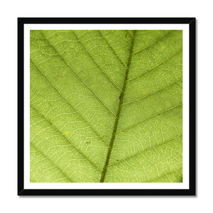 Leaf Macro 6 Framed Print