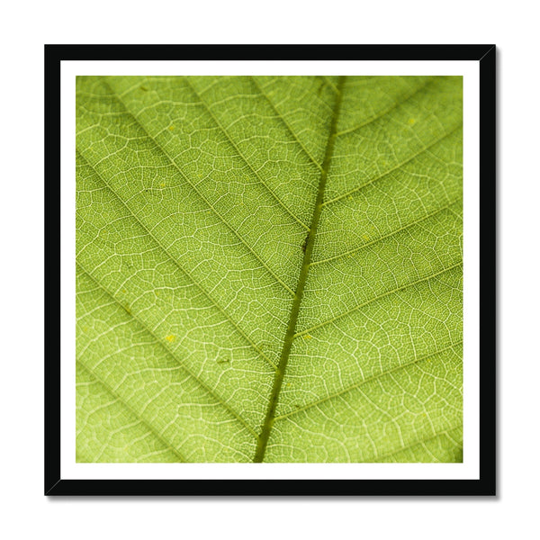 Leaf Macro 6 Framed Print