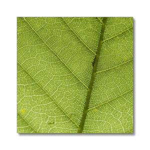 Leaf Macro 6 Canvas