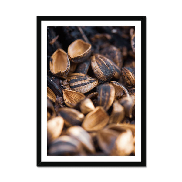 Sun Flower seeds 3 Framed Print