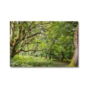 Bolderwood 3 Canvas