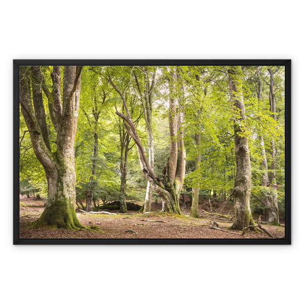 Bolderwood 5 Framed Canvas