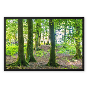 Puckpits Beeches Framed Canvas