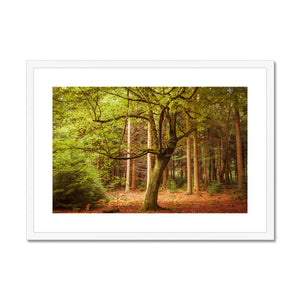 Forest 12 Framed & Mounted Print