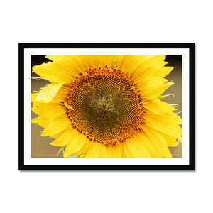 Sun Flower 2 Framed Print