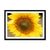 Sun Flower 2 Framed Print