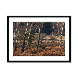 Birch light Framed & Mounted Print