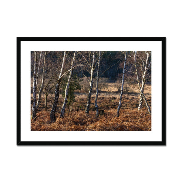 Birch light Framed & Mounted Print