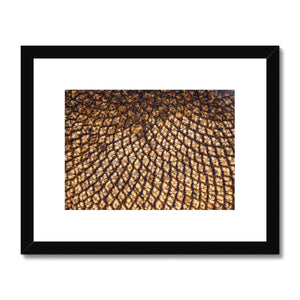 Sun Flower seeds 5 Framed & Mounted Print