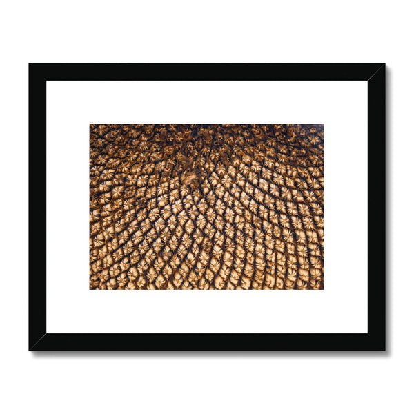 Sun Flower seeds 5 Framed & Mounted Print