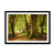 Forest 14 Framed Print