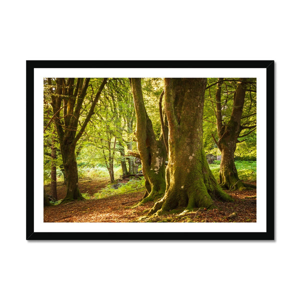 Forest 14 Framed Print