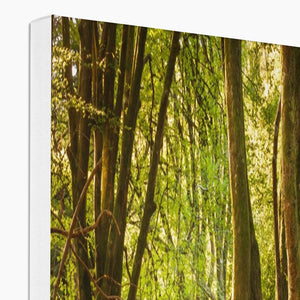 Forest 14 Canvas