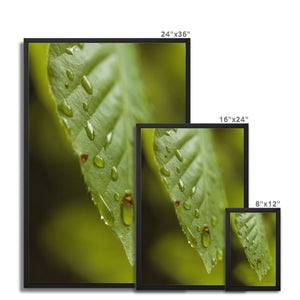 Leaf droplets 3