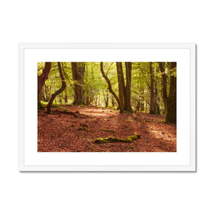 Forest 10 Framed & Mounted Print