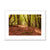 Forest 10 Framed & Mounted Print