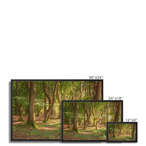 Forest 19 Framed Canvas