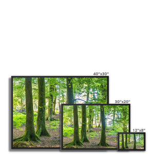 Puckpits Beeches Framed Canvas