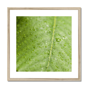 Leaf Macro 5 Framed & Mounted Print