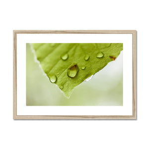 Leaf Macro 2 Framed & Mounted Print