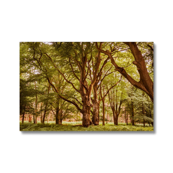 Forest 2 Canvas