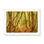 Forest 11 Framed Print