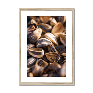 Sun Flower seeds 4 Framed & Mounted Print