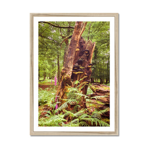 Forest  23 Framed Print