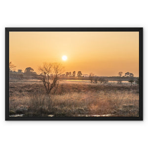 Sun reeds Framed Canvas