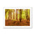 Forest 5 Framed Print