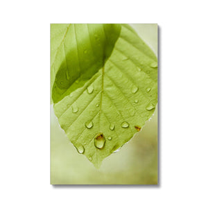 Leaf droplets 5