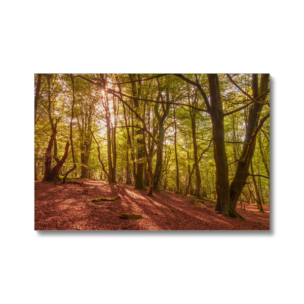 Forest 9 Canvas