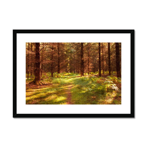 Forest 16 Framed & Mounted Print