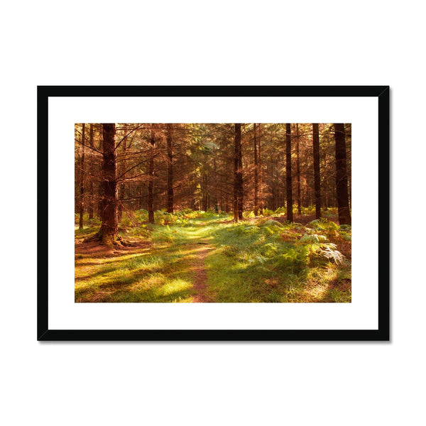 Forest 16 Framed & Mounted Print