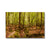 Forest 8 Canvas