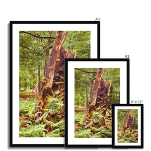 Forest  23 Framed & Mounted Print