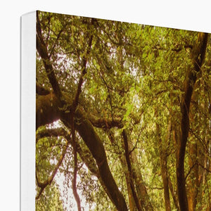 Forest 1 Canvas