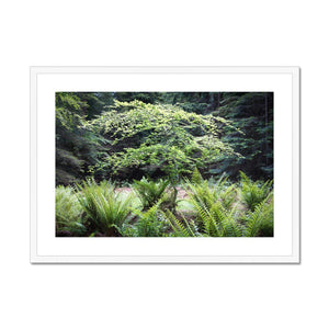 Baby Beech spring Framed & Mounted Print