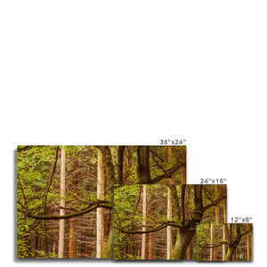 Forest 12 Canvas