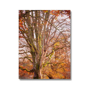 Autumn tree