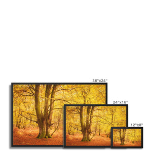 Forest 17 Framed Canvas