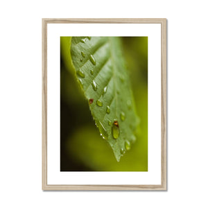 Leaf Macro 3 Framed & Mounted Print