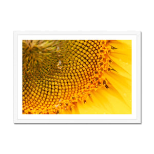 Sun Flower 3 Framed Print